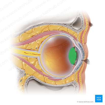 Van hen overeenkomst afstuderen Lens: anatomy, strucutre and function. | Kenhub