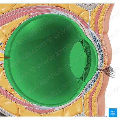 Globo ocular (Bulbus oculi); Imagen: Paul Kim