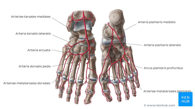 Arterien des Fußes
