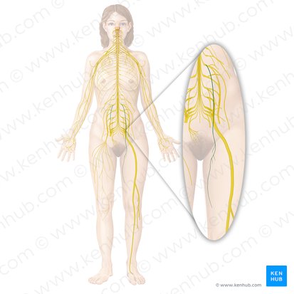 Obturator nerve (Nervus obturatorius); Image: Begoña Rodriguez