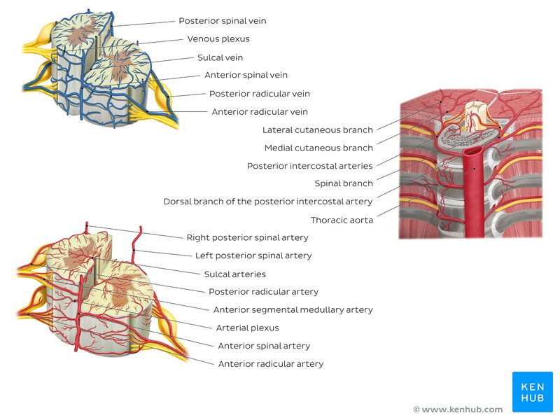Spinal cord: Anatomy, structure, tracts and function | Kenhub