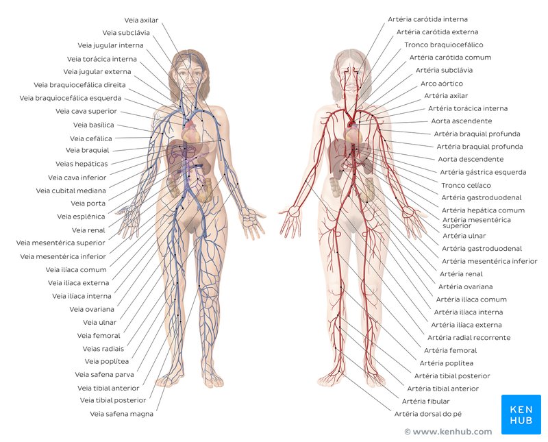 Sistema cardiovascular - visão geral.