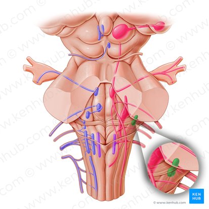 Cochlear nuclei (Nuclei cochleares); Image: Paul Kim