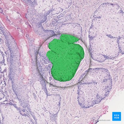 Sebaceous gland (Glandula sebacea libera); Image: 