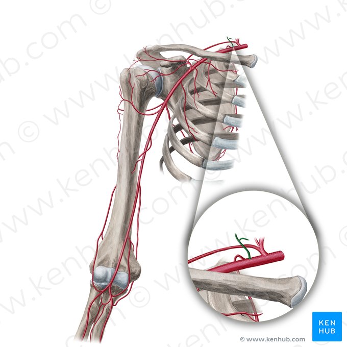 Tronco costocervical (Truncus costocervicalis); Imagem: Yousun Koh