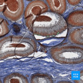 Basal stem cells; Image: 