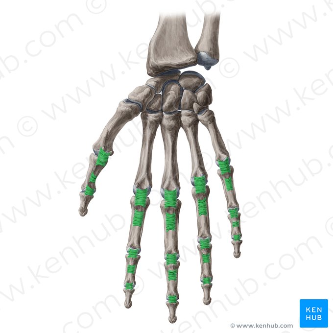 Ligamentos anulares de los dedos de la mano (Ligamenta anularia digitorum manus); Imagen: Yousun Koh
