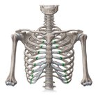 Articulación costocondral