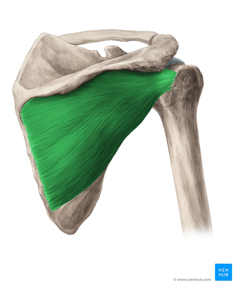 Músculo infraespinal - vista posterior