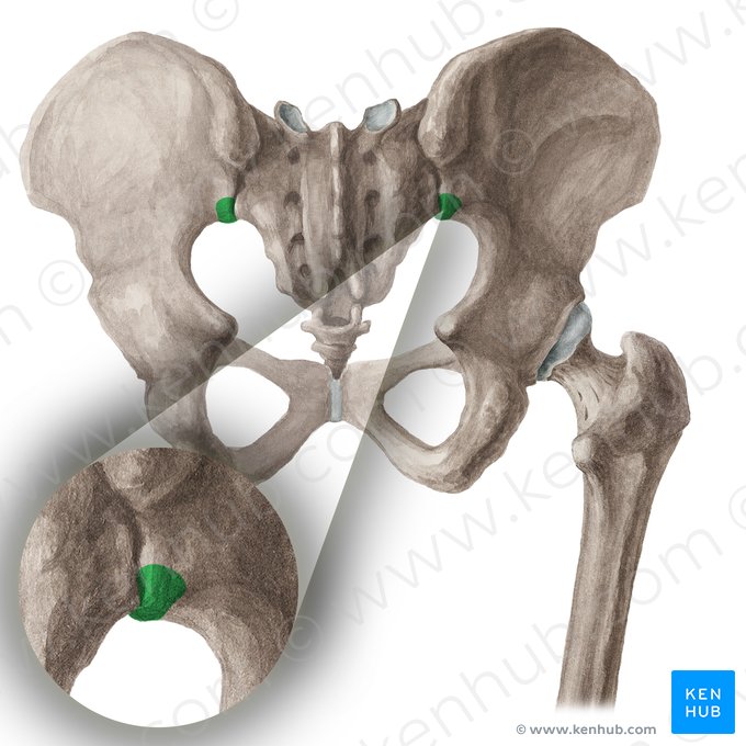 Posterior inferior iliac spine (Spina iliaca posterior inferior); Image: Liene Znotina