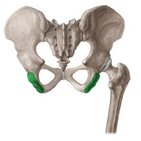 Ischial tuberosity