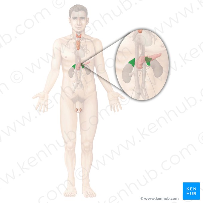 Glândula adrenal (Glandula suprarenalis); Imagem: Begoña Rodriguez
