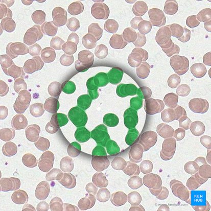 Erythrocyte (Erythrocytus); Image: 