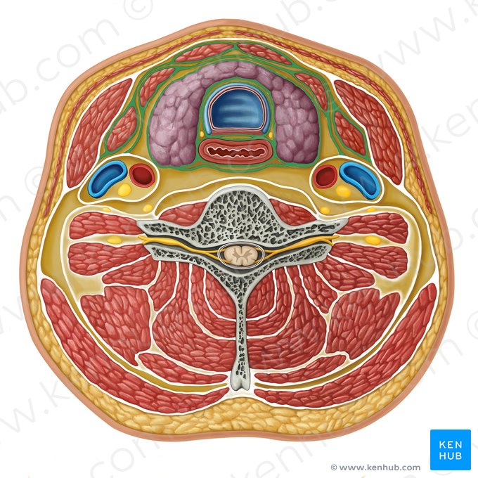 Folheto médio da fáscia cervical profunda (Lamina media fasciae cervicalis profundae); Imagem: Irina Münstermann