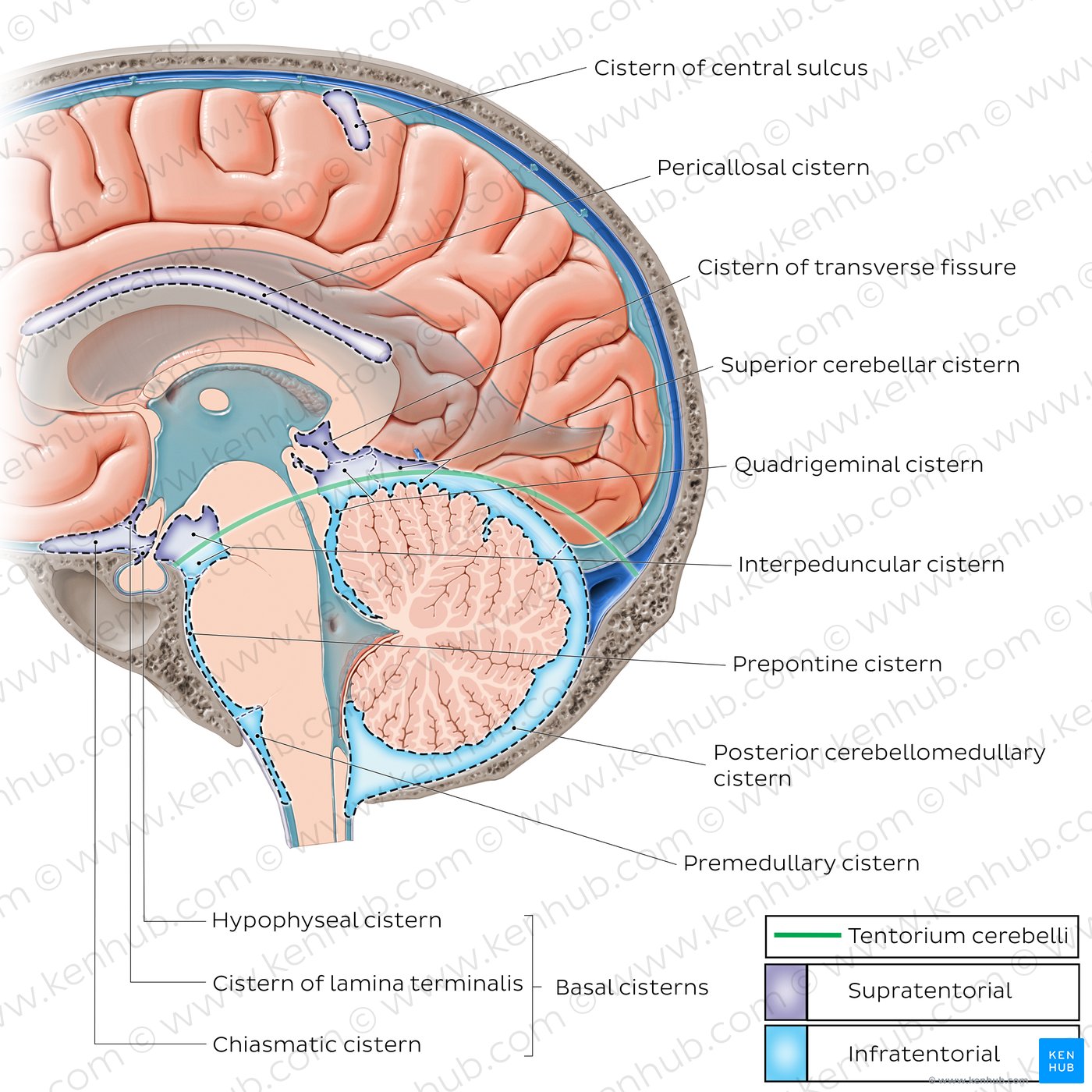 Subarachnoid cisterns of the brain (Sagittal)