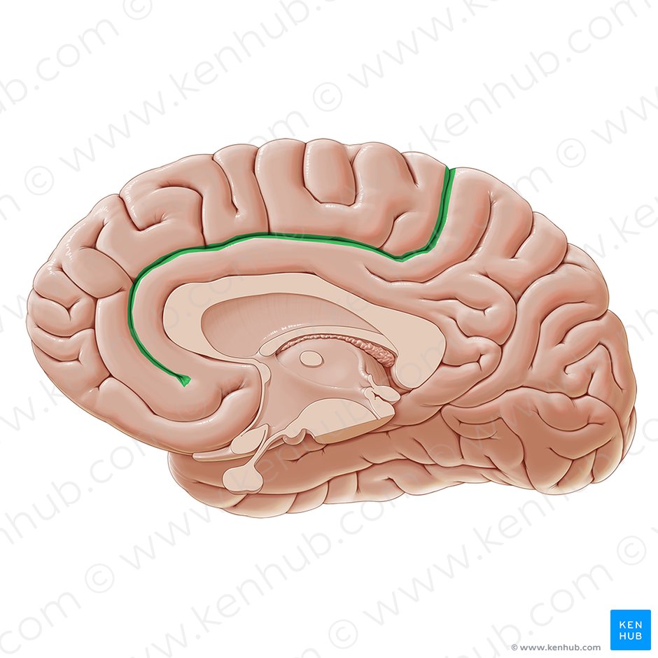 Midsagittal section of the brain: Anatomy | Kenhub