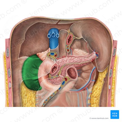 Right kidney (Ren dexter); Image: Irina Münstermann