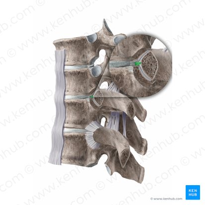 Intraarticular ligament of head of rib (Ligamentum intraarticulare capitis costae); Image: Begoña Rodriguez