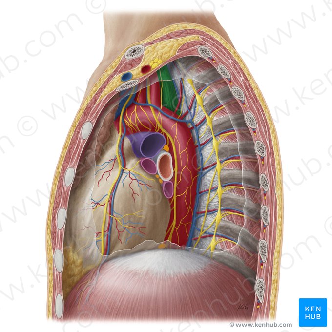 Esôfago (Oesophagus); Imagem: Yousun Koh