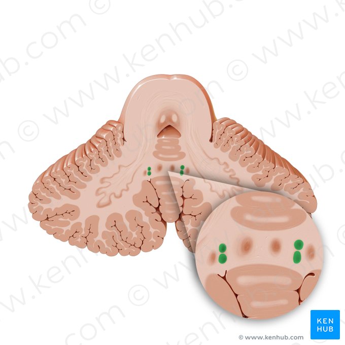 Nucleus globosus (Kugelförmiger Kern); Bild: Paul Kim