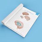 Aprende las partes del cerebro con diagramas y cuestionarios