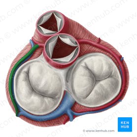 Artéria circunflexa do coração (Ramus circumflexus arteriae coronariae sinistrae); Imagem: Yousun Koh