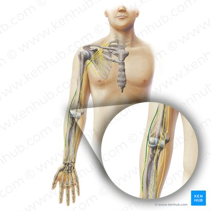 Radial nerve (Nervus radialis); Image: Paul Kim