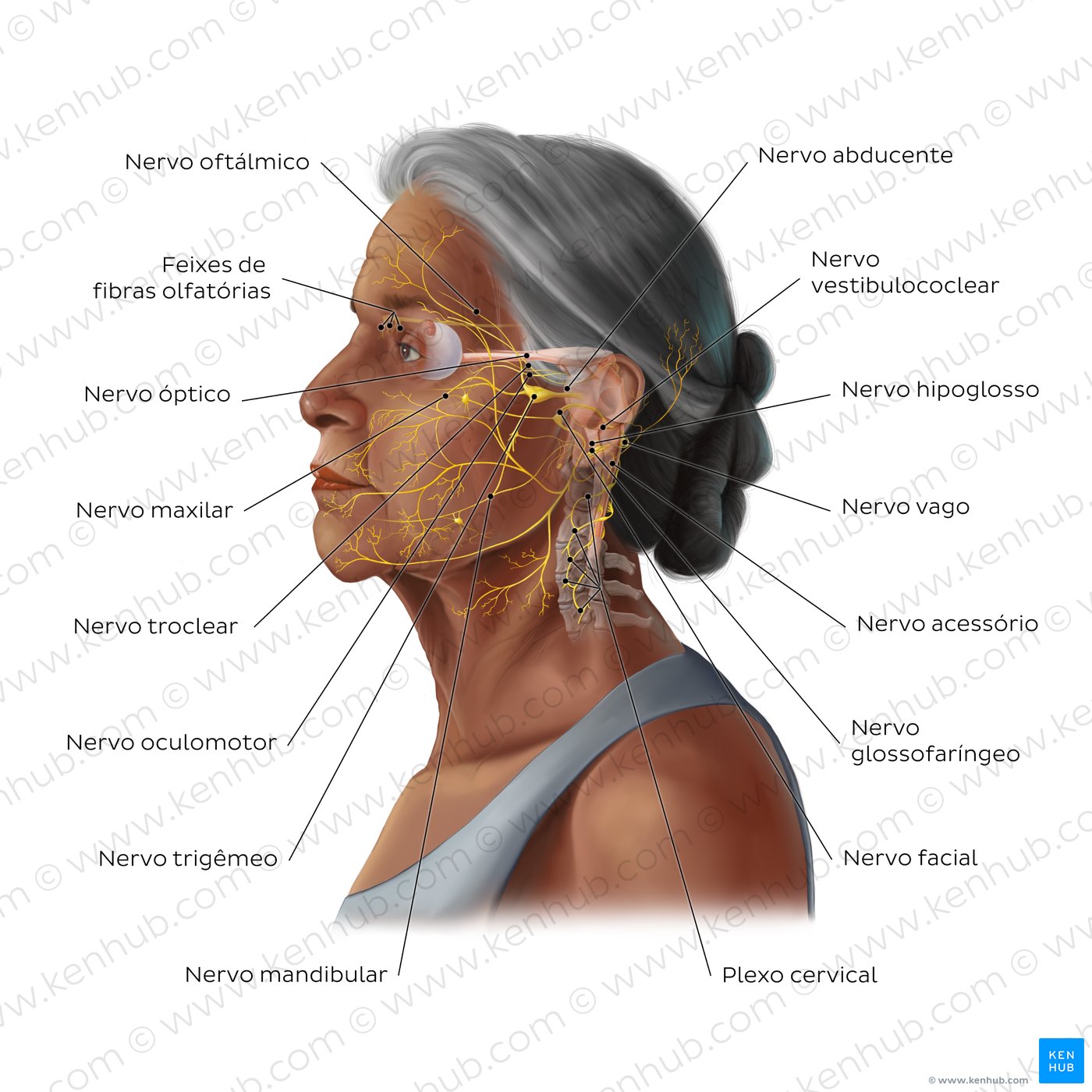 Overview image of the main nerves of the head and neck
