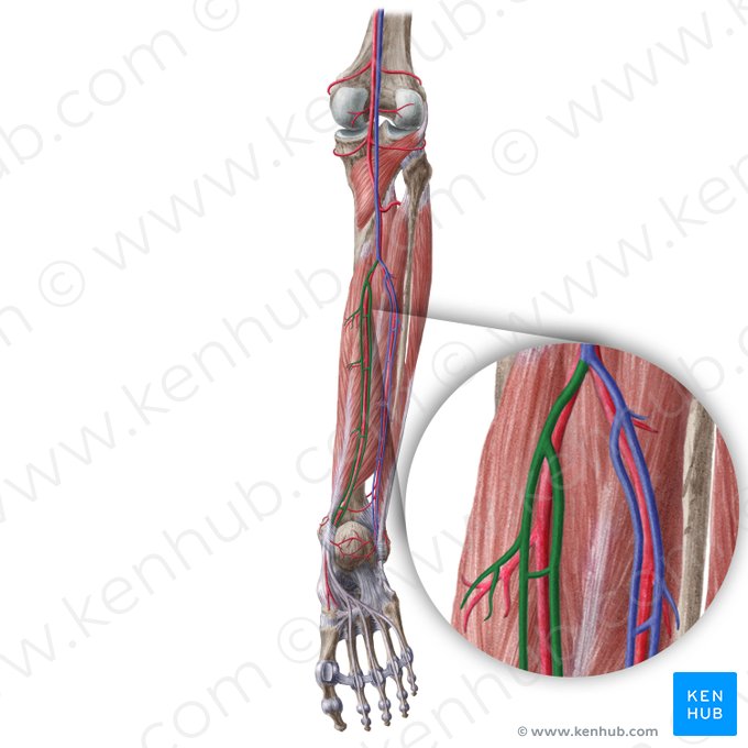 Posterior tibial veins (Venae tibiales posteriores); Image: Liene Znotina
