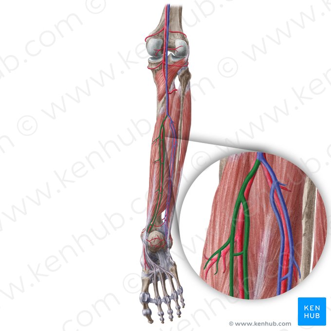 Venae tibiales posteriores; Bild: Liene Znotina