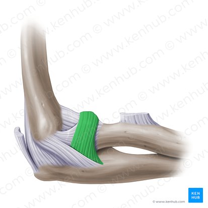 Ligamento anular del radio (Ligamentum anulare radii); Imagen: Paul Kim