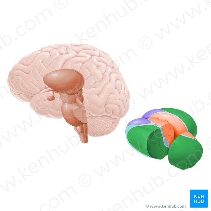 Núcleos talamicos laterales (Nuclei laterales thalami); Imagen: Paul Kim