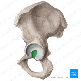 Acetabular fossa of hip bone (Fossa acetabuli ossis coxae); Image: Liene Znotina