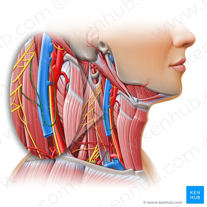 Alça cervical (Ansa cervicalis); Imagem: Paul Kim