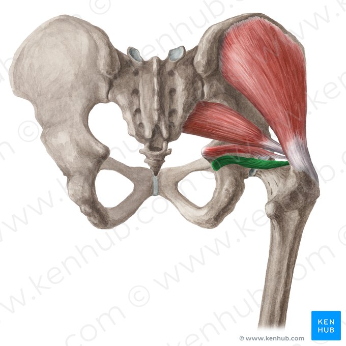 Músculo gêmeo inferior (Musculus gemellus inferior); Imagem: Liene Znotina
