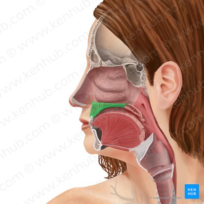 Hard palate (Palatum durum); Image: Begoña Rodriguez