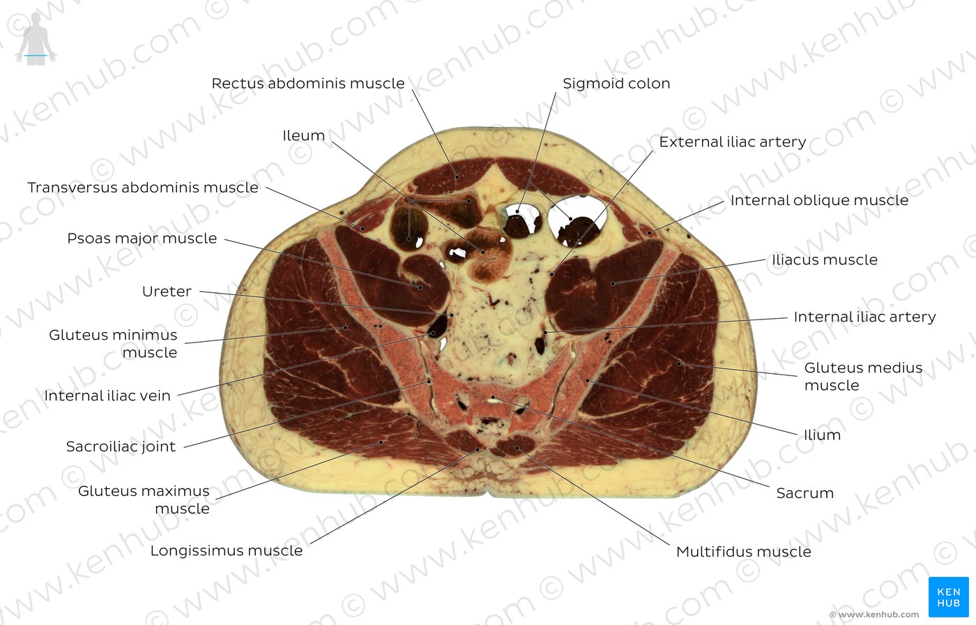 Sacroiliac joint level: Overview