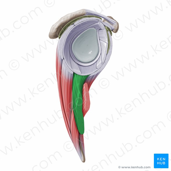 Cabeça longa do músculo tríceps braquial (Caput longum musculi tricipitis brachii); Imagem: Paul Kim
