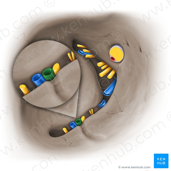 Artéria infraorbital (Arteria infraorbitalis); Imagem: Paul Kim