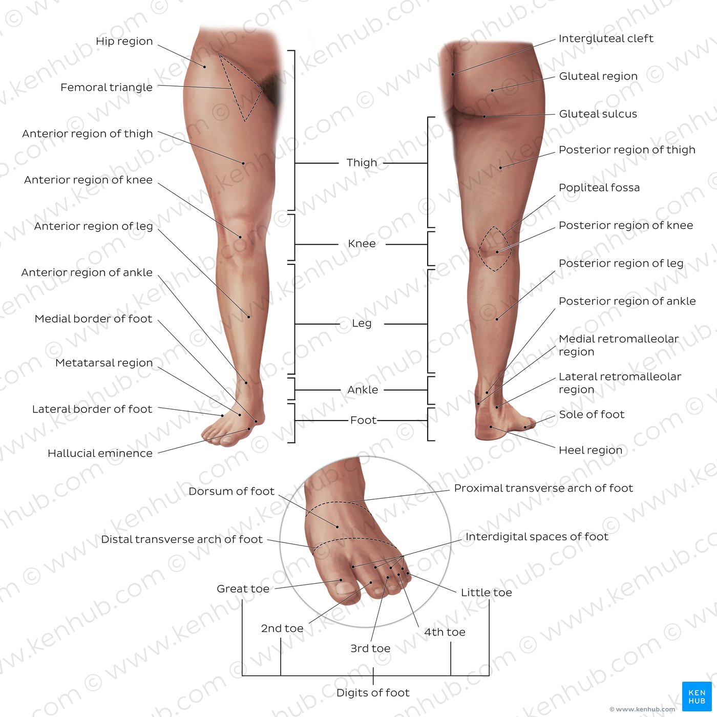 Regions of the lower limb Anatomy and contents Kenhub