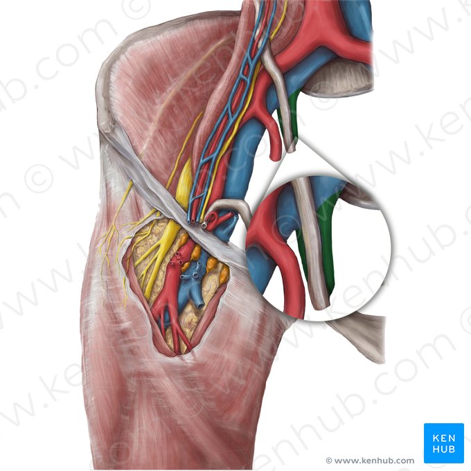 Internal iliac vein (Vena iliaca interna); Image: Hannah Ely