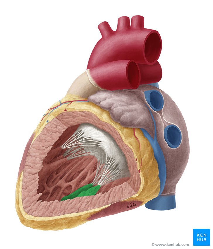 Posterior papillary muscle - lateral-left view