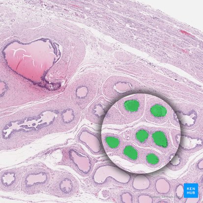 Ductuli efferentes testis (Ausführungsgänge des Hodens); Bild: 