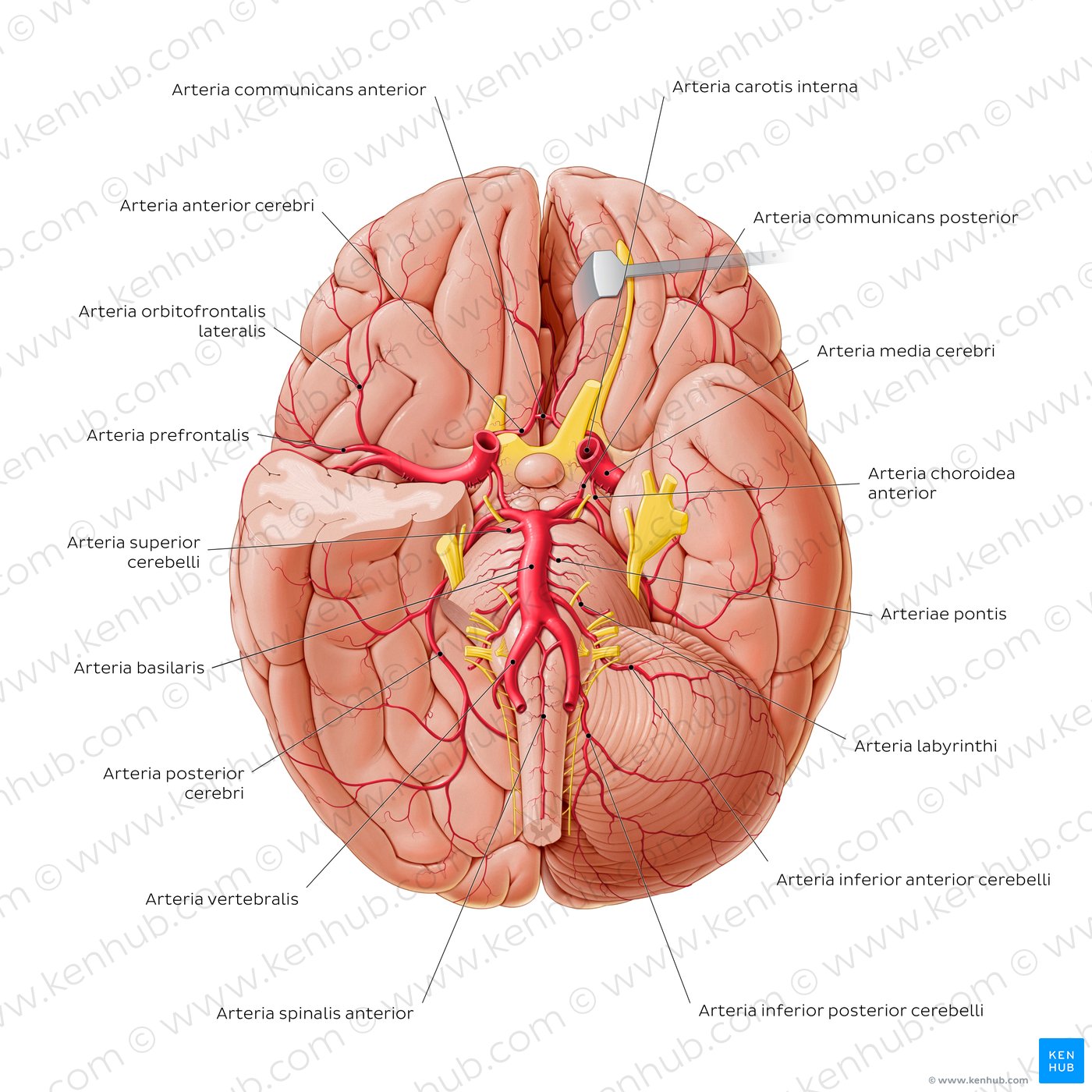 Arterien des Gehirns
