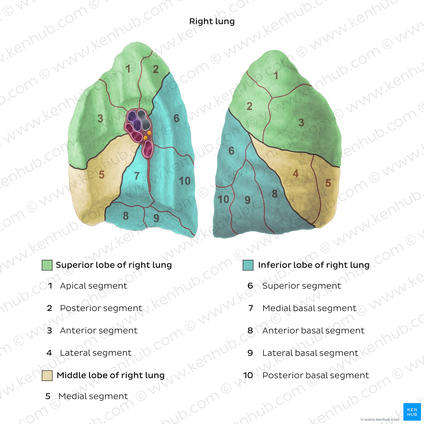 Bronchopulmonary segments (Right lung)