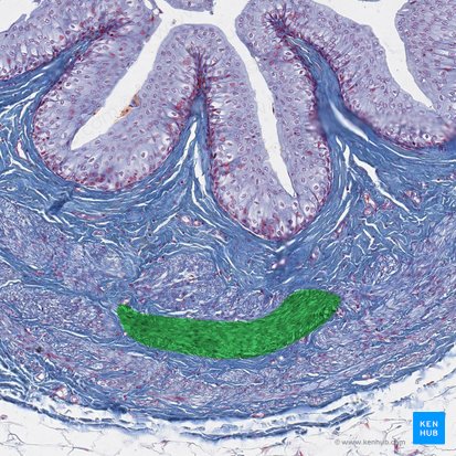 Stratum medium circulare tunicae muscularis ureteris (Mittlere Ringmuskelschicht der Tunica muscularis des Harnleiters); Bild: 