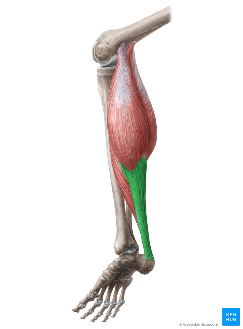 Achilles tendon (tendo calcaneus)