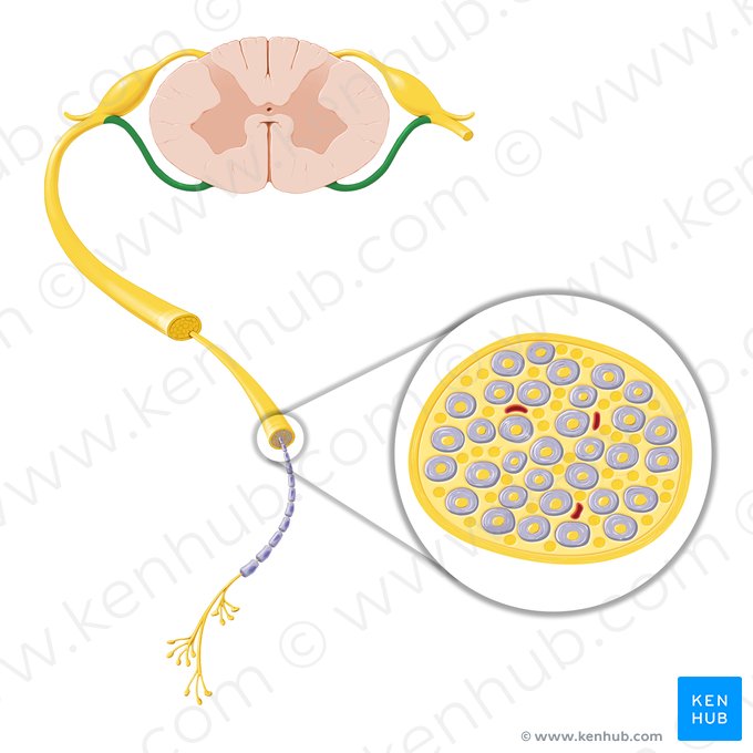 Raíz anterior del nervio espinal (Radix anterior nervi spinalis); Imagen: Paul Kim