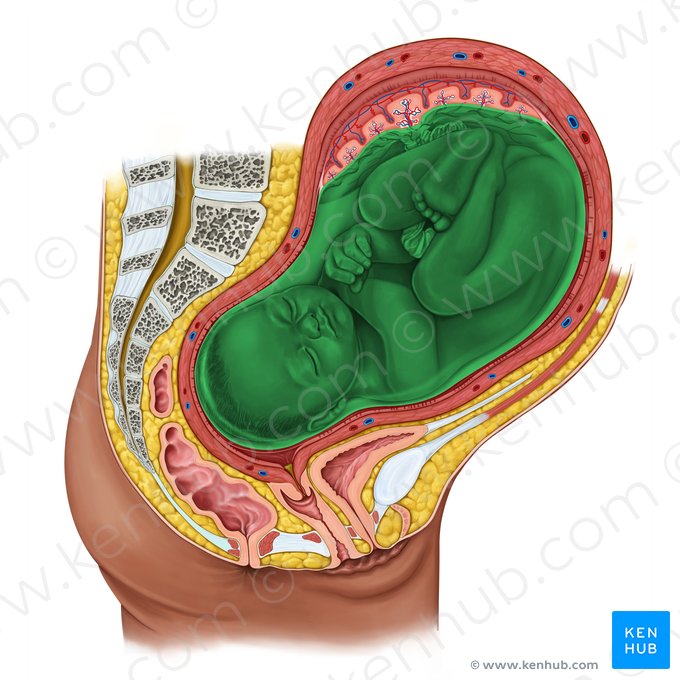 Amniotic sac (Saccus amnii); Image: Irina Münstermann