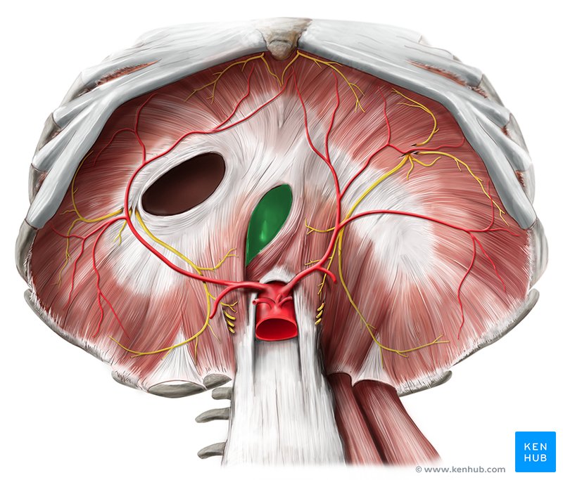 Esophageal Hiatus